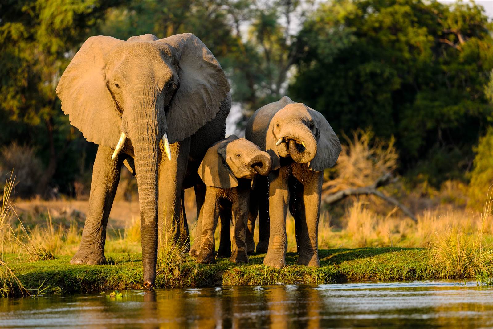Réserves naturelles du Bénin